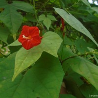 <i>Ipomoea coccinea</i>  L.